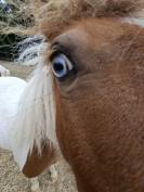 Plusieurs poneys Shetland disponibles 