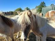 Plusieurs poneys Shetland disponibles 