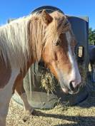 Plusieurs poneys Shetland disponibles 
