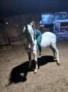 Appaloosa &Agrave; vendre - NAOS jeune de 4 ans 
