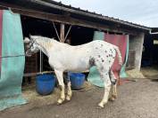 Appaloosa &Agrave; vendre - NAOS jeune de 4 ans 