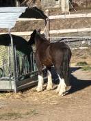 Yegua Gypsy Cob En venta 2010 Bayo