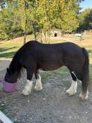 Yegua Gypsy Cob En venta 2010 Bayo