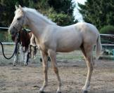 Poulain m&acirc;le SBS sport 