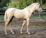 Poulain m&acirc;le SBS sport 