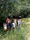 Poney type Welsh 6ans 