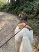 Poney type Welsh 6ans 
