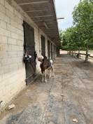Poney type Welsh 6ans 