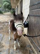 Poney type Welsh 6ans 