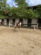 Poney type Welsh 6ans 