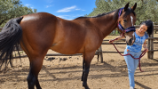 Quarter Horse AQHA castrone 7 anni - Hilton Ray for Perks