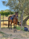 Quarter Horse AQHA castrone 7 anni - Hilton Ray for Perks