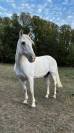 DILUN DES PR&Egrave;S VIEUX &mdash; Hongre Camargue &mdash; 13 ans