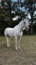 DILUN DES PR&Egrave;S VIEUX &mdash; Hongre Camargue &mdash; 13 ans