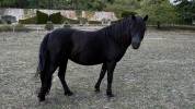 HERMIONE WINSMILL &mdash; PONETTE DARTMOOR &mdash; 9 ANS