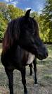 HERMIONE WINSMILL &mdash; PONETTE DARTMOOR &mdash; 9 ANS