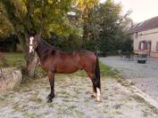 Magic Blue &ndash; Jeune cheval prometteur