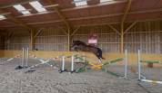 Magic Blue &ndash; Jeune cheval prometteur