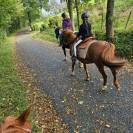 Poney D type WELSH 7 ans 1.47 porteur hongre