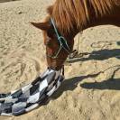 Poney D type WELSH 7 ans 1.47 porteur hongre