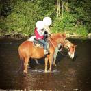 Poney D type WELSH 7 ans 1.47 porteur hongre