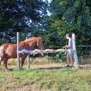 Poney D type WELSH 7 ans 1.47 porteur hongre