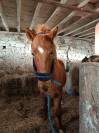 Poney D type WELSH 7 ans 1.47 porteur hongre
