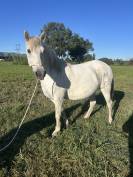 Jument Camargue 