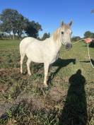 Jument Camargue 