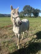 Pouliche Camargue PP
