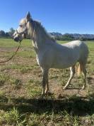 Pouliche Camargue PP