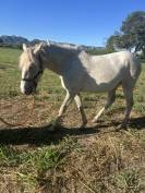 Pouliche Camargue PP