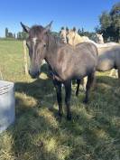 Poulain quarter horse 