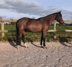 Poney de CSO 