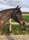 Poney de CSO 