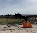 Jument Selle Fran&ccedil;ais 2 ans