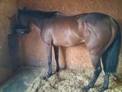 Amoretti Pur Sang de 5 ans