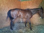 Amoretti Pur Sang de 5 ans