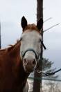 ​? PAINT HORSE APHA &ndash; Mont&eacute;e, Mod&egrave;le porteur 