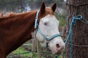 ​? PAINT HORSE APHA &ndash; Mont&eacute;e, Mod&egrave;le porteur 