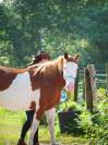 ​? PAINT HORSE APHA &ndash; Mont&eacute;e, Mod&egrave;le porteur 