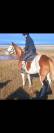 ​? PAINT HORSE APHA &ndash; Mont&eacute;e, Mod&egrave;le porteur 