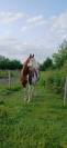 ​? PAINT HORSE APHA &ndash; Mont&eacute;e, Mod&egrave;le porteur 