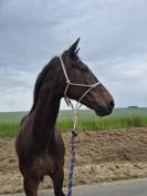 Cheval de loisir 