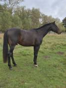 Cheval de loisir 