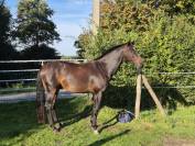 Cheval de loisir 