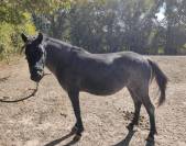 Ponette C 4 ans