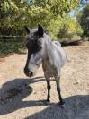 Ponette C 4 ans