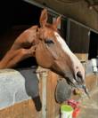 &Agrave; vendre hadji de l amont par Candy de nantuel