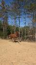 Hongre Paint Horse de 3ans 